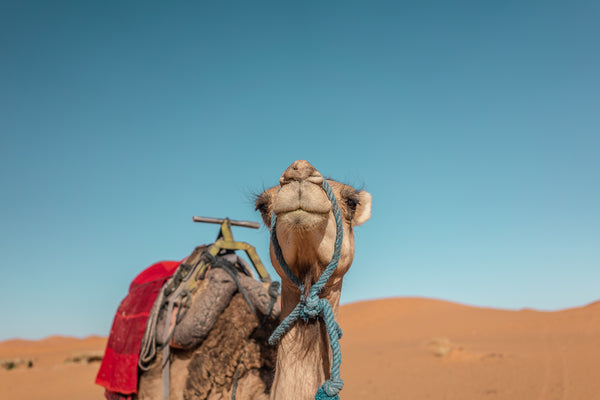 Kantara Tours camel trek to luxury camp in Erg Chebbi dunes outside of Merzouga