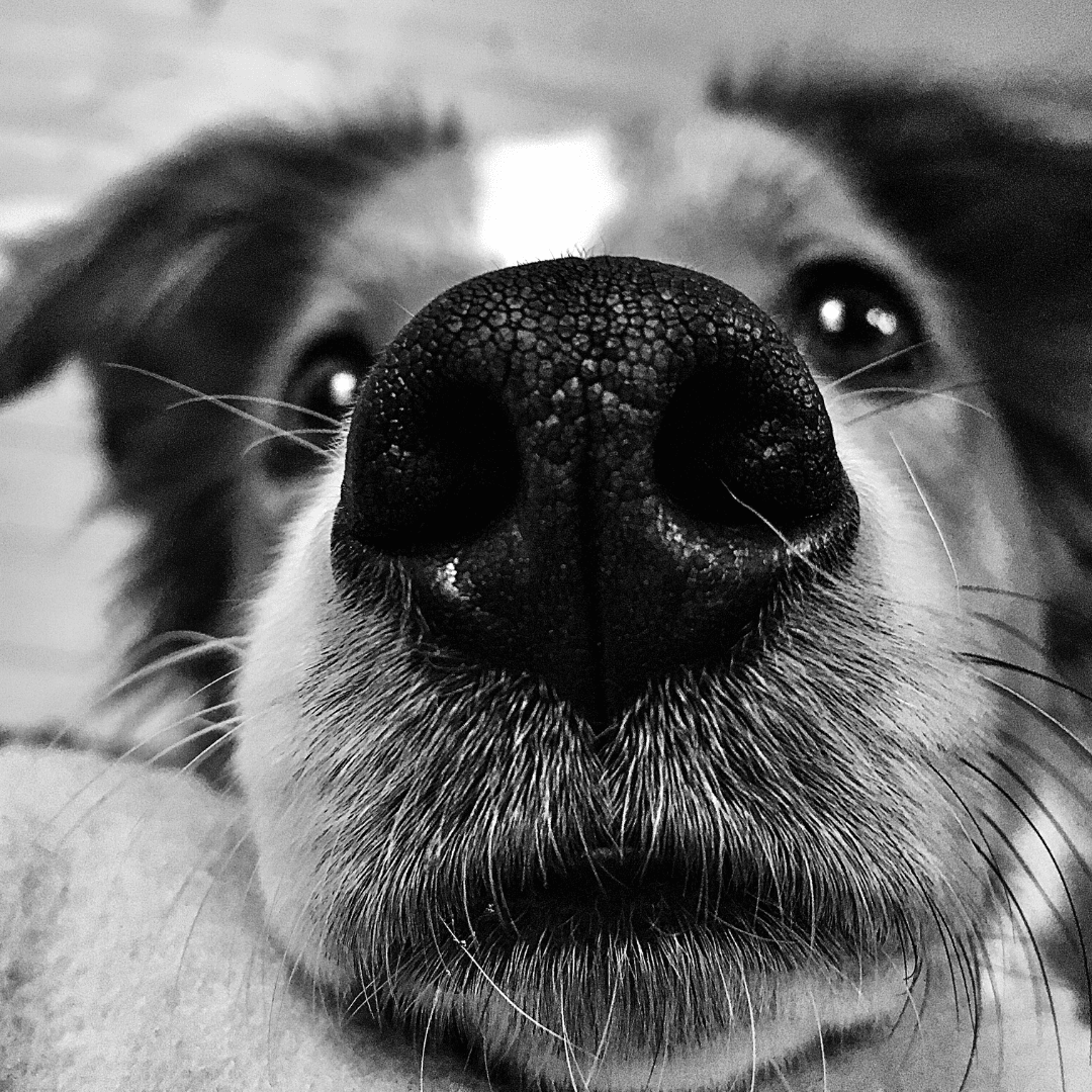 why does a dogs nose crack