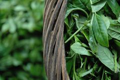 Tea growing