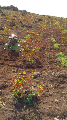 MOTOZZAPPA | LAVORO | AZIENDA VINICOLA GABRIELE