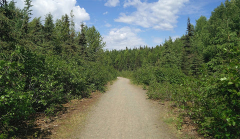 Far North Bicentennial Park Trails