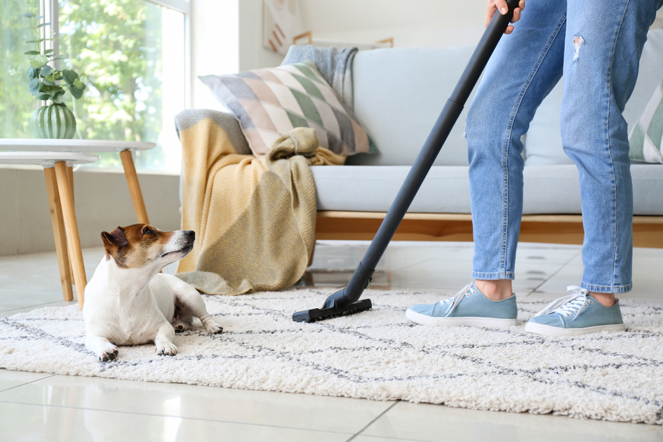 best carpet cleaning solution for dog poop