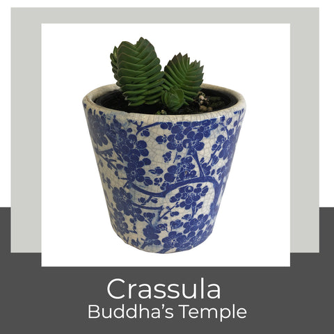 Crassula Buddha's Temple at Poppy's Home and Garden Newcastle