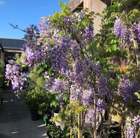 Chinese Wisteria at Poppy's Home and Garden Newcastle