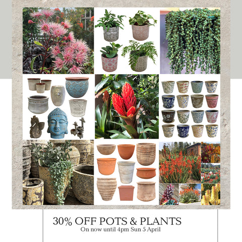 30% off Pots and Plants at Poppy's Home and Garden