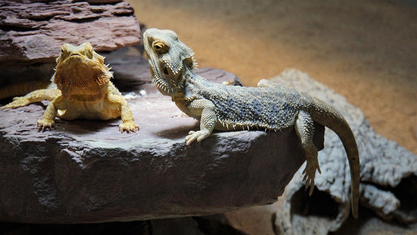 Two bearded dragons on a rock