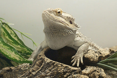 Bearded dragon perched on a log