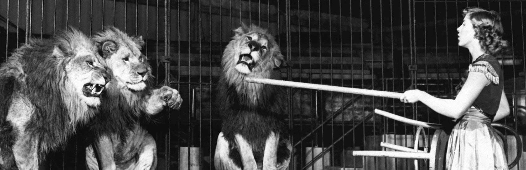 3 Lions au cirque avec un dresseur 