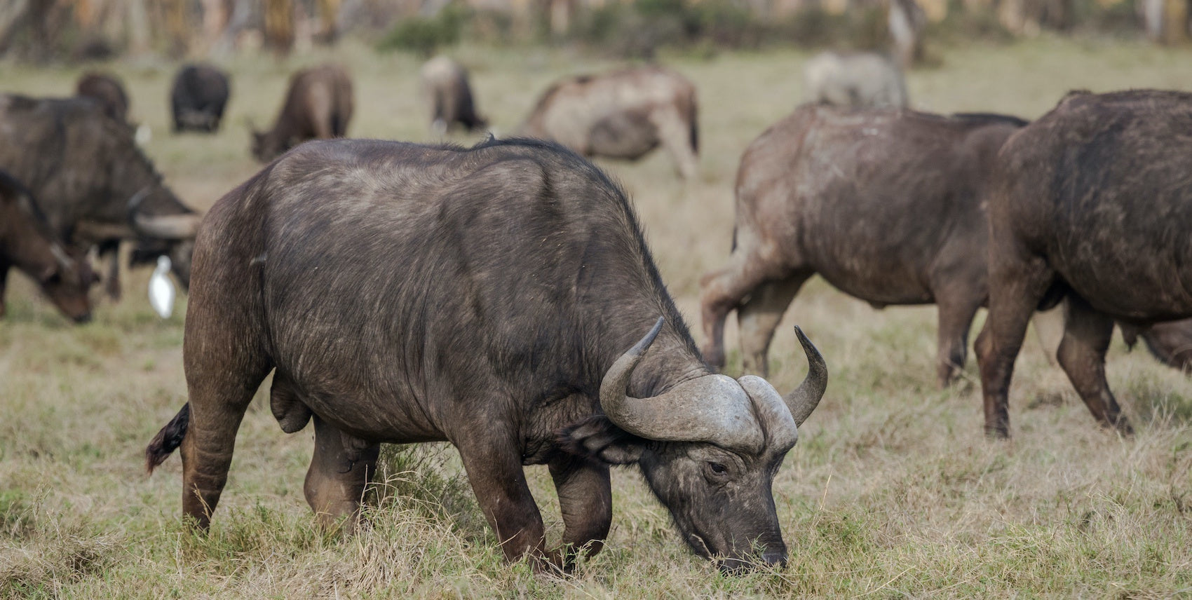 Troupeau de Buffles africains