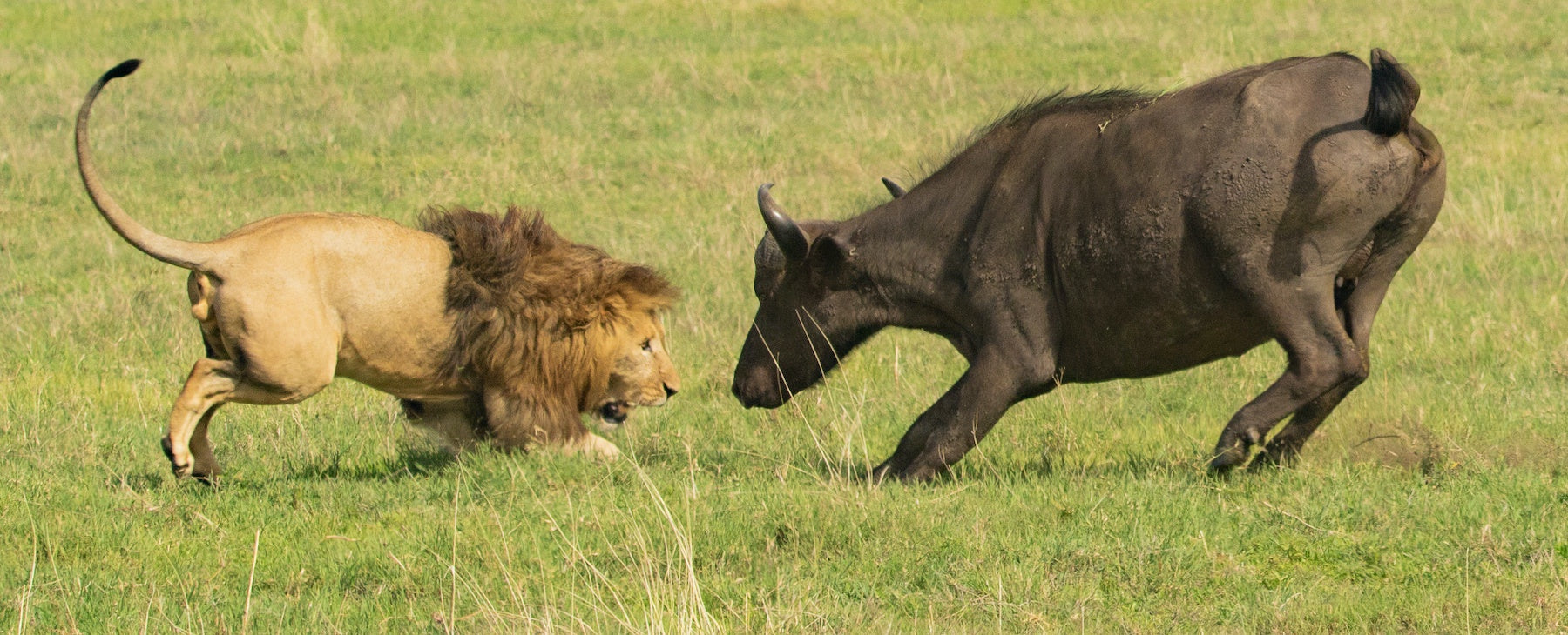 Combat entre un Buffle et un Lion 