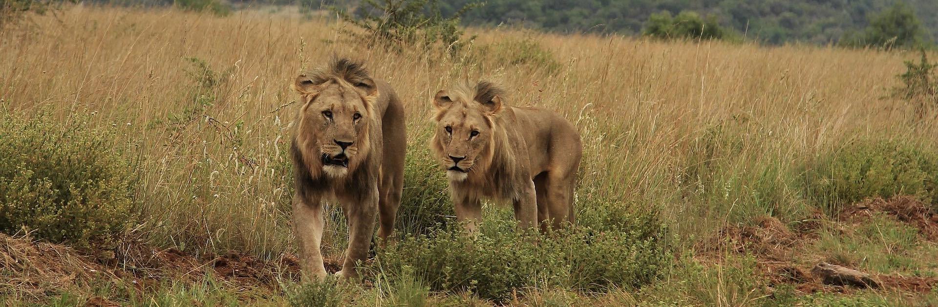 Deux Lions qui dominent dans la jungle africaine