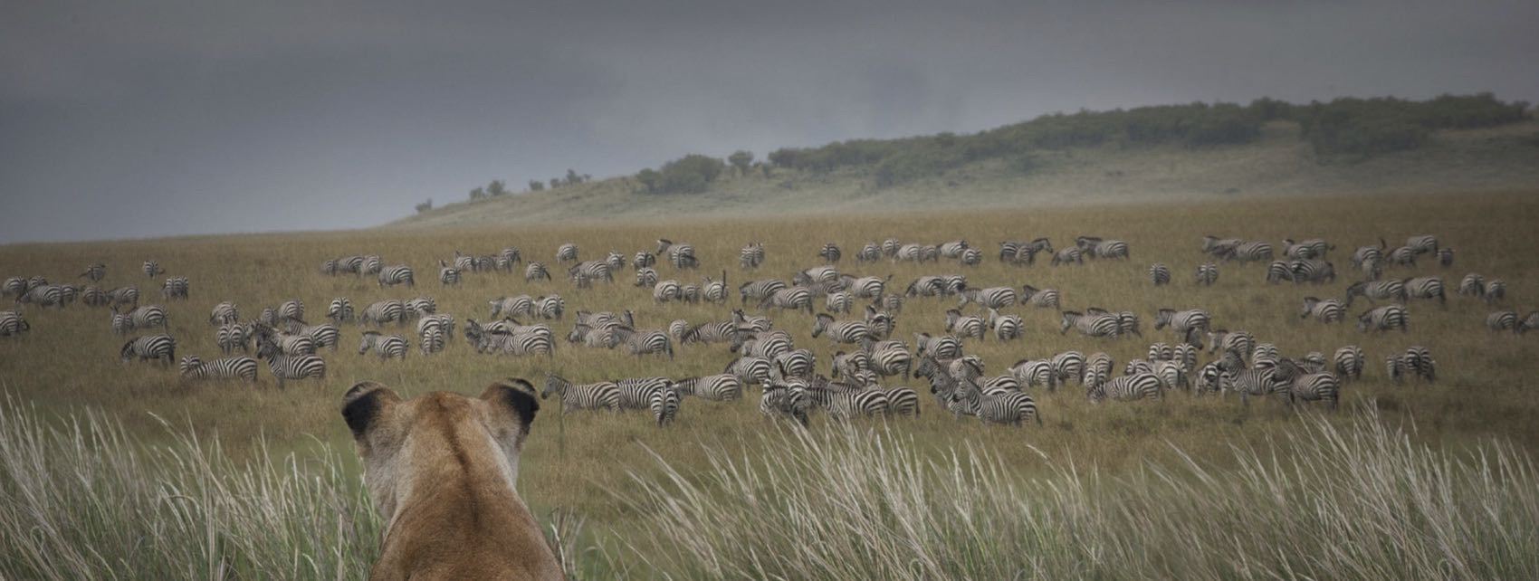 Lionne qui chasse des zebres dans la savane