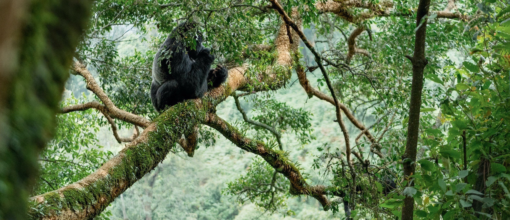 Gorille au sommet d'un arbre