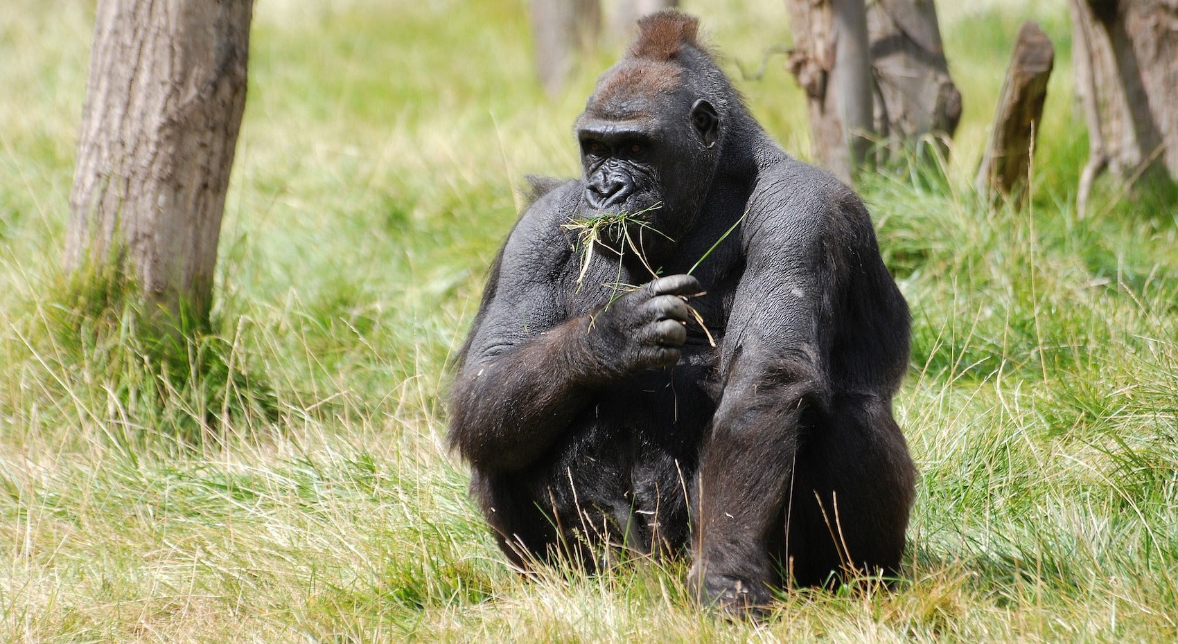 Gorille des plaines occidentales qui mange