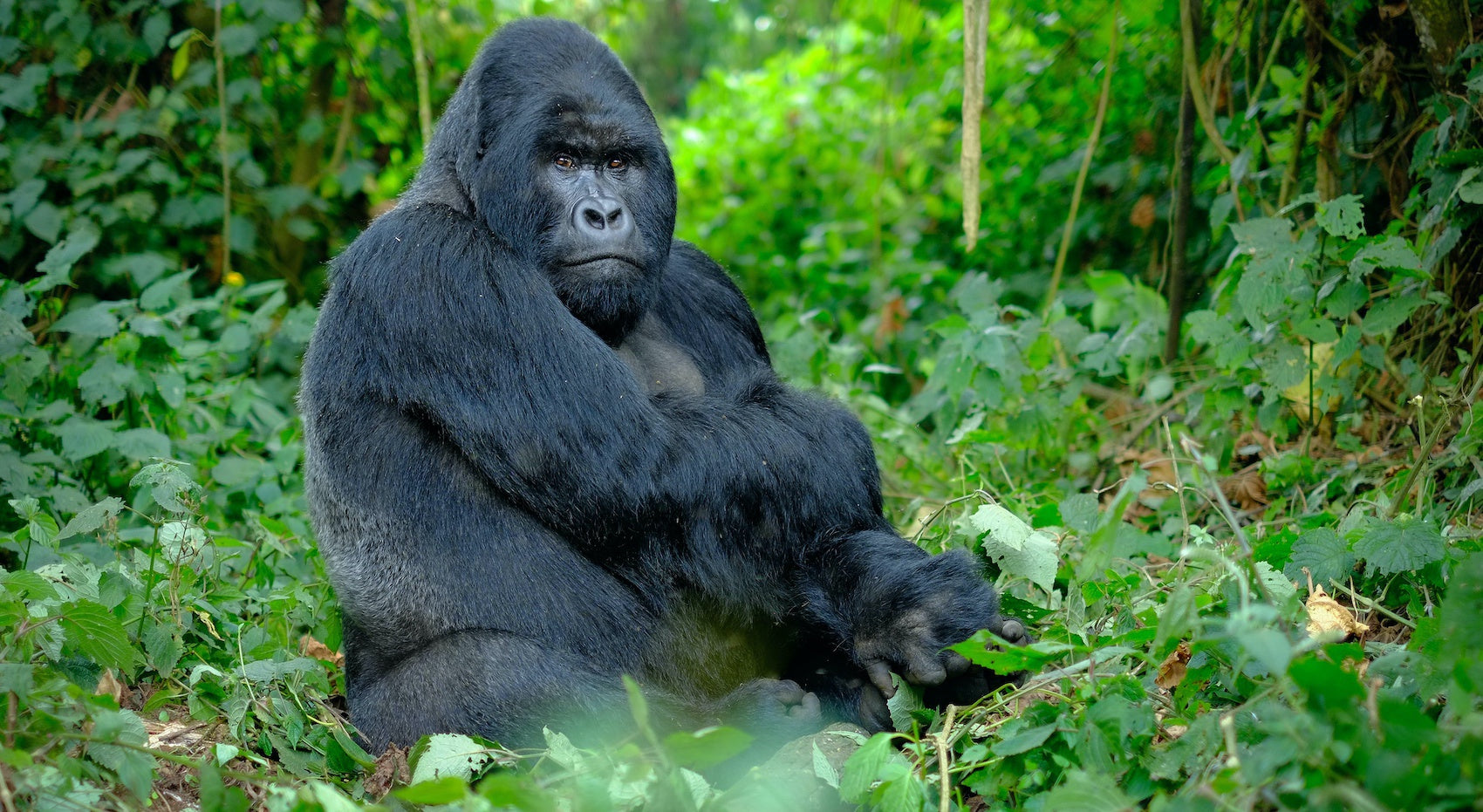 Gorille mâle dans la jungle africaine