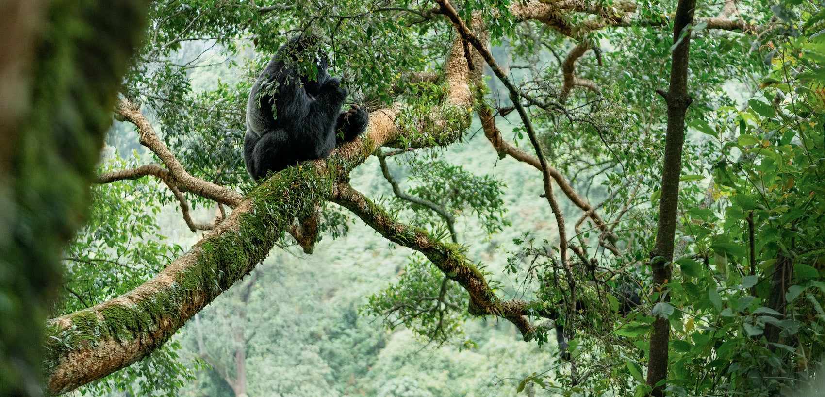 Gorille dos argenté sur une branche en hauteur