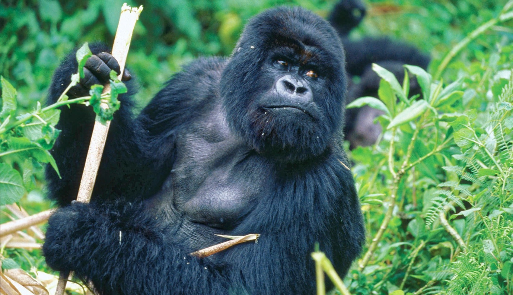 Gorille qui mange du bambou