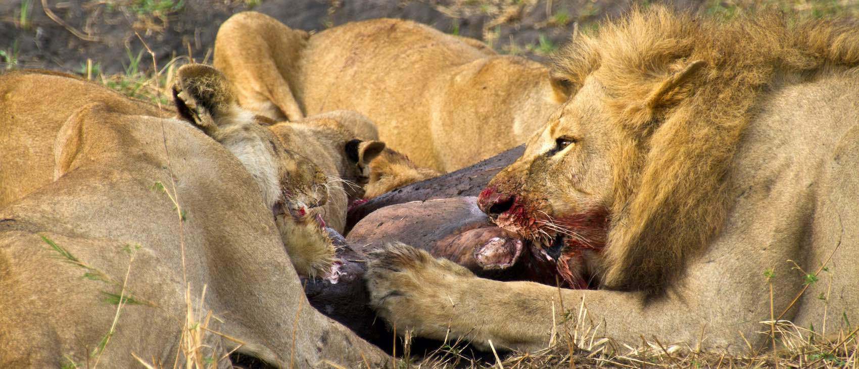 Groupe de Lions en train de manger sur une carcasse