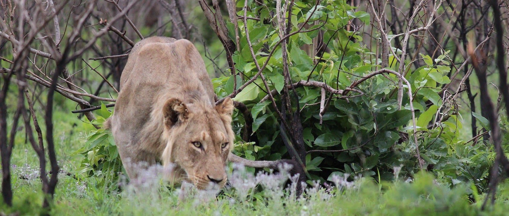 Jeune Lion qui chasse dans les herbes