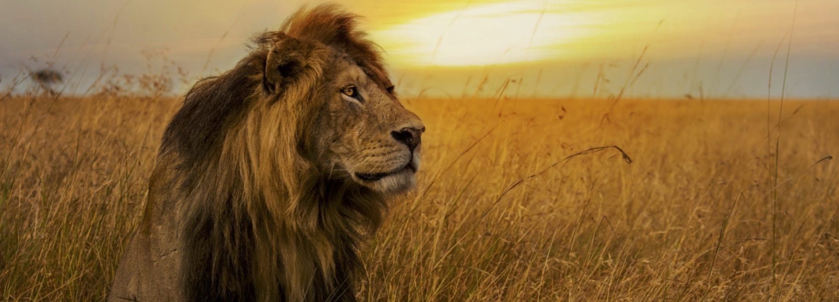 Jeune Lion dans la savane africaine