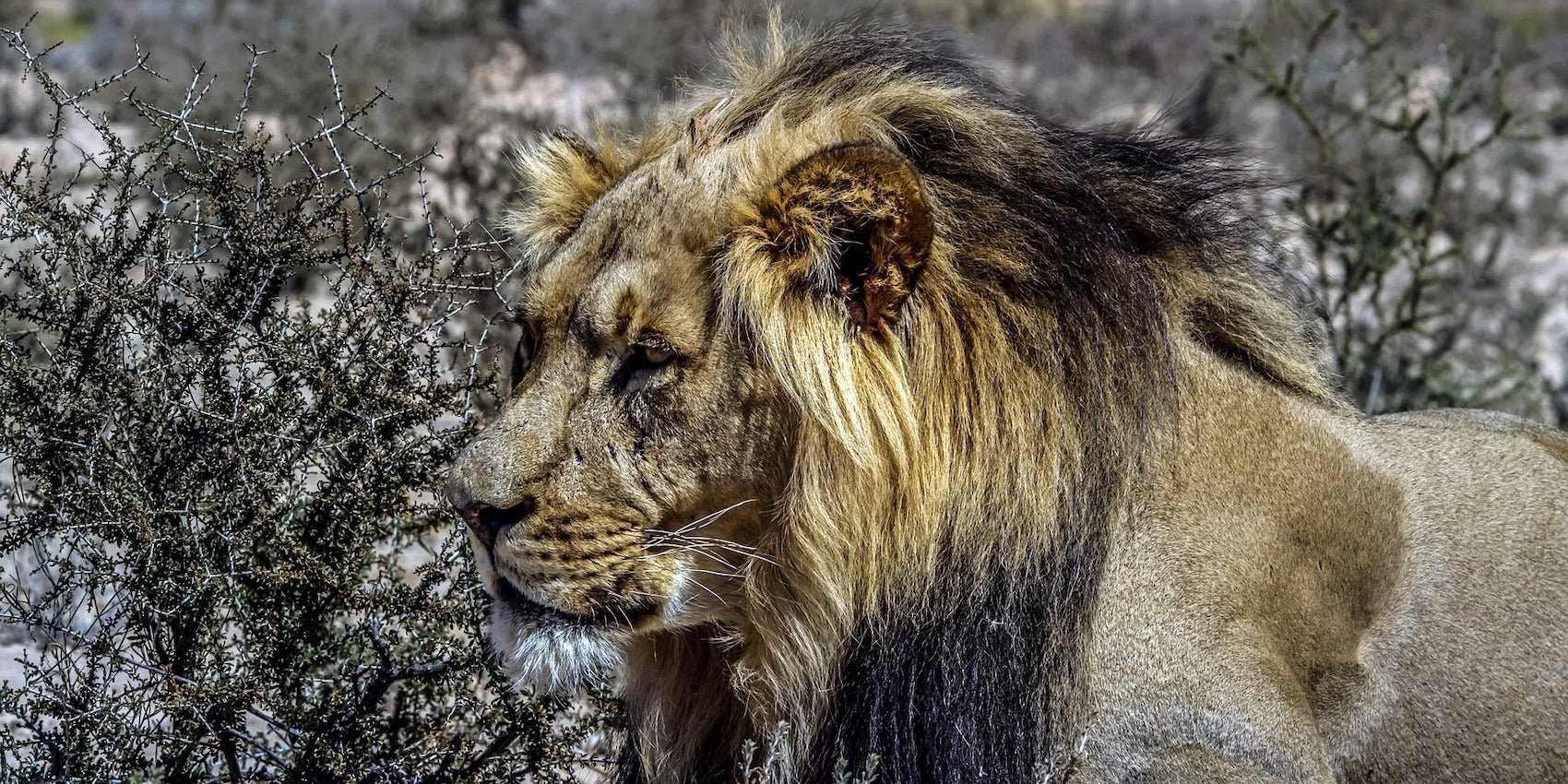 Lion mâle dans les broussailles africaines