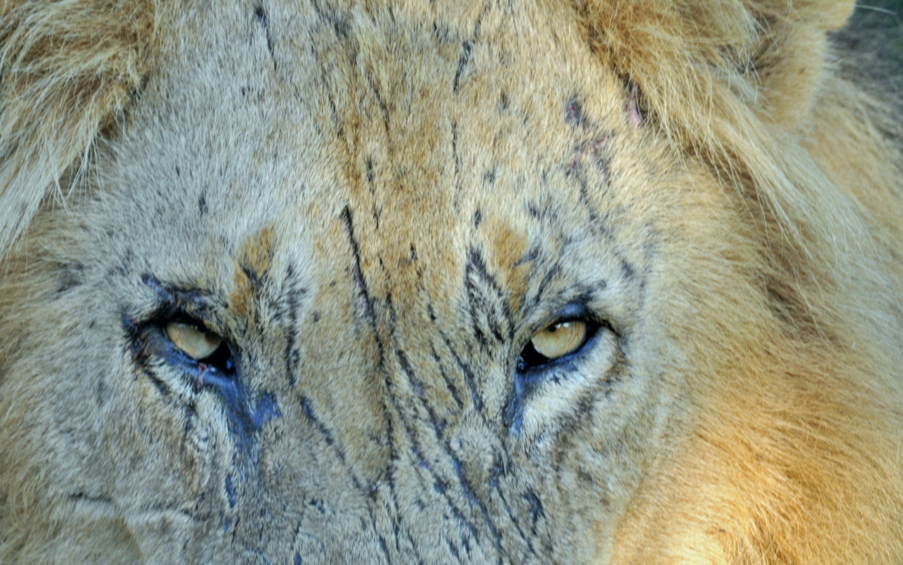 Lion mâle avec des blessures