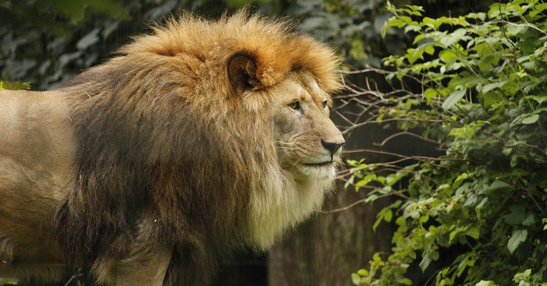 Lion mâle avec grande crinière dans la végétation