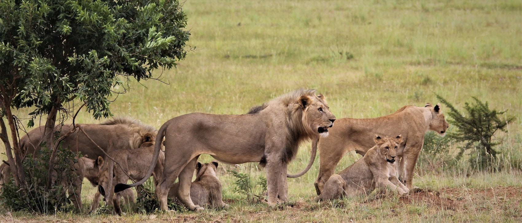 Lion dominant dans son clan en Afrique