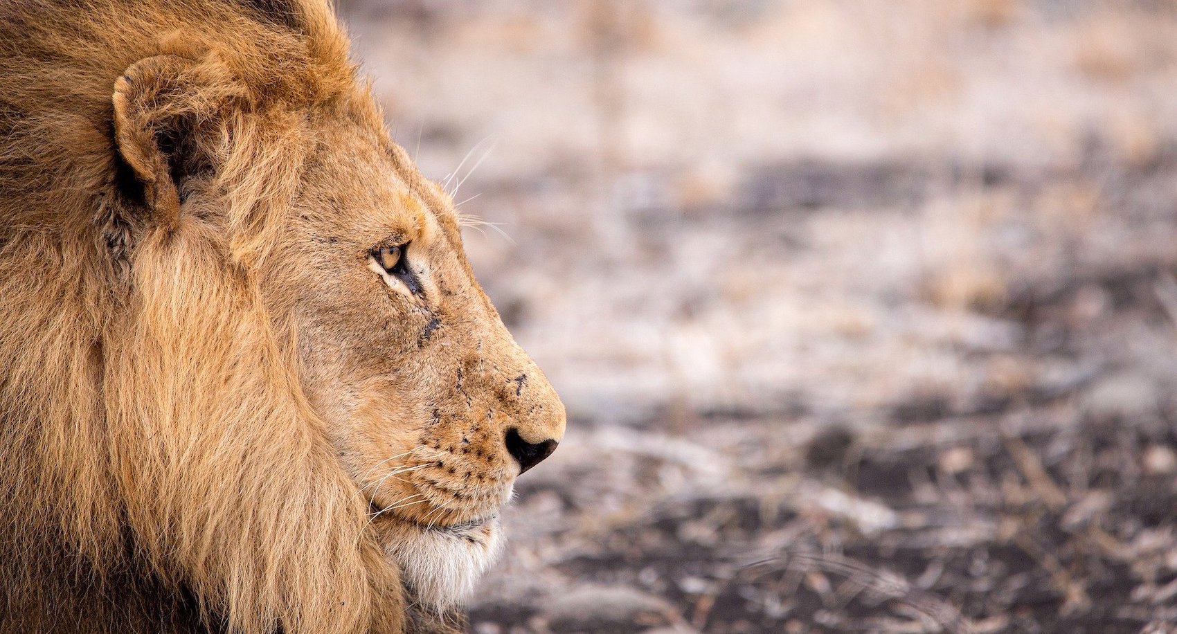 Lion mâle adulte en Namibie