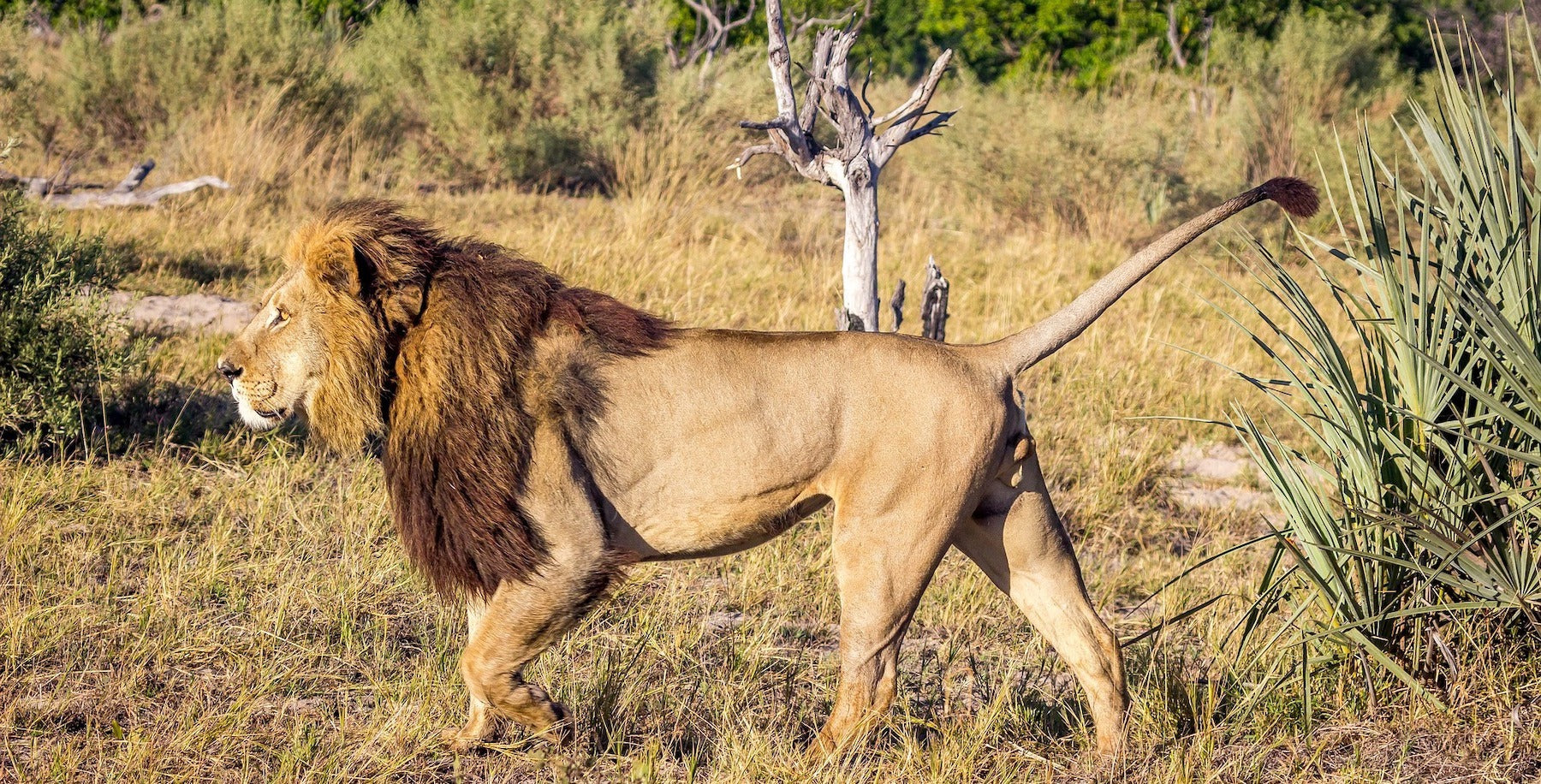 Lion avec une crinière foncée dans la nature