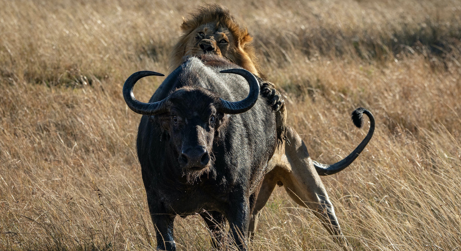 Lion qui attaque un Buffle par l'arrière