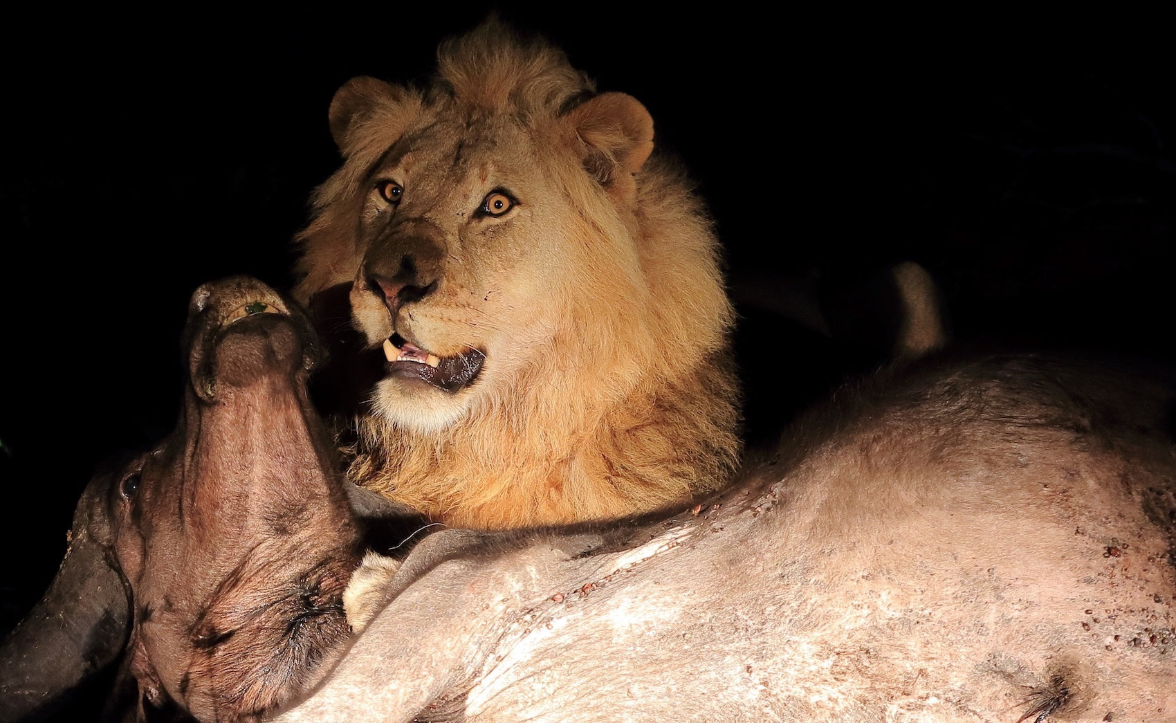 Lion qui chasse un Buffle dans la nuit 