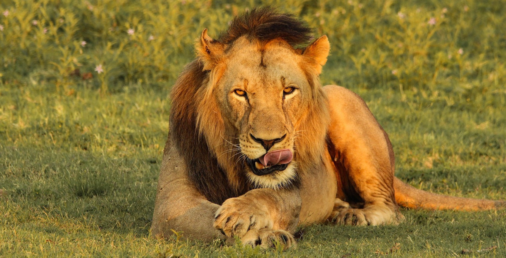 Lion mâle qui lèche ses pattes en Afrique