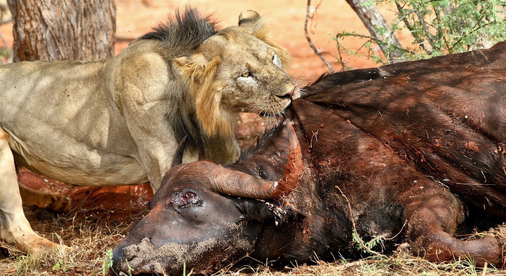 Lion qui dévore un Buffle Africain