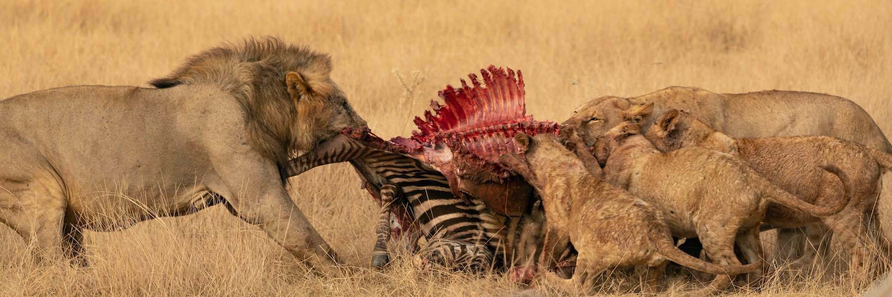 Lion avec une carcasse de zebre