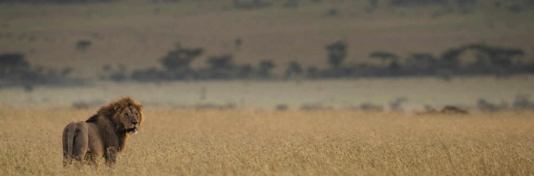 Lion dans une reserve au Kenya