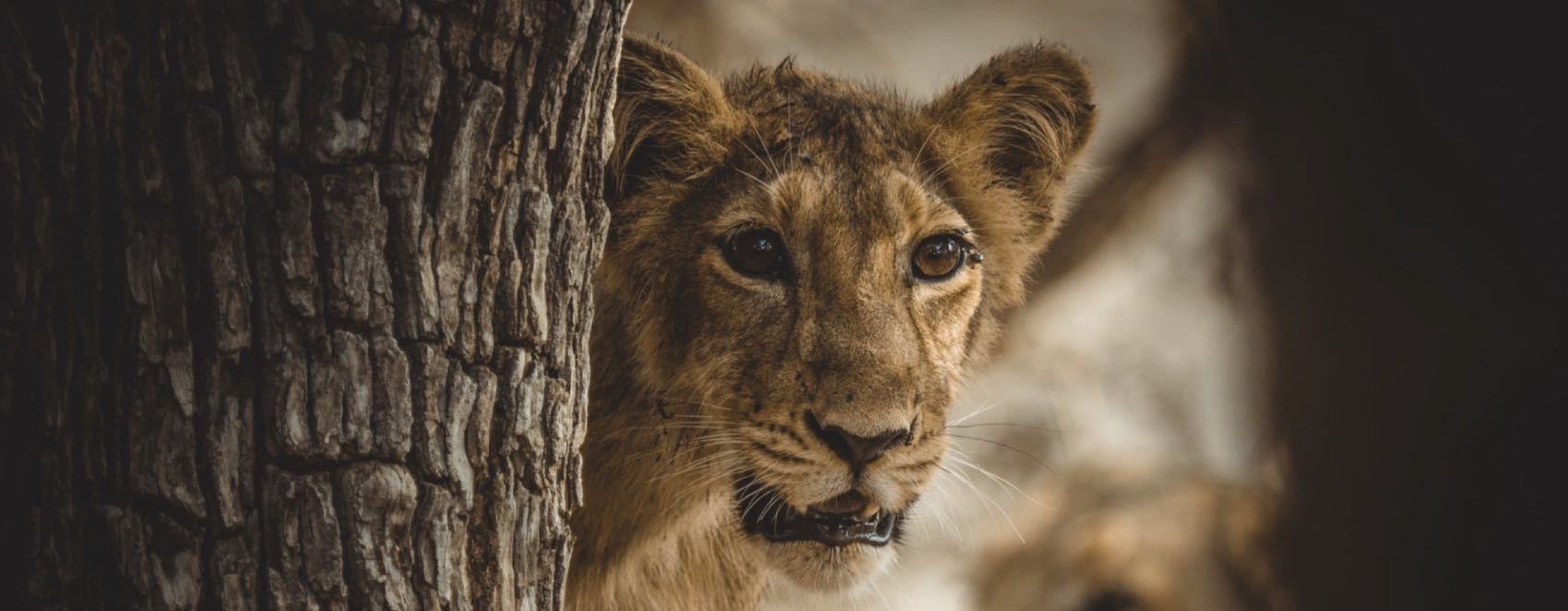 Lion dans un parc national en Inde