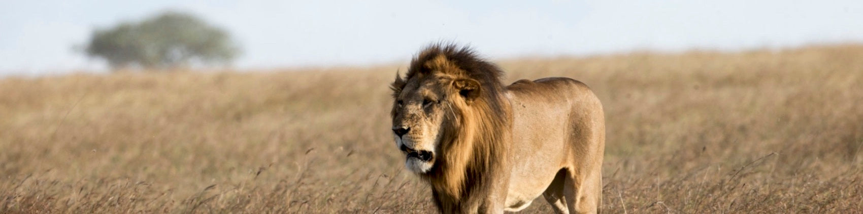 Lion dans une reserve en Afrique