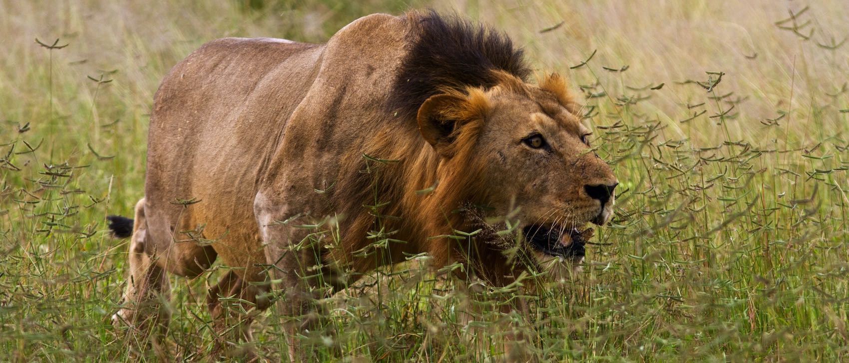 Lion dominant a la chasse dans la savane