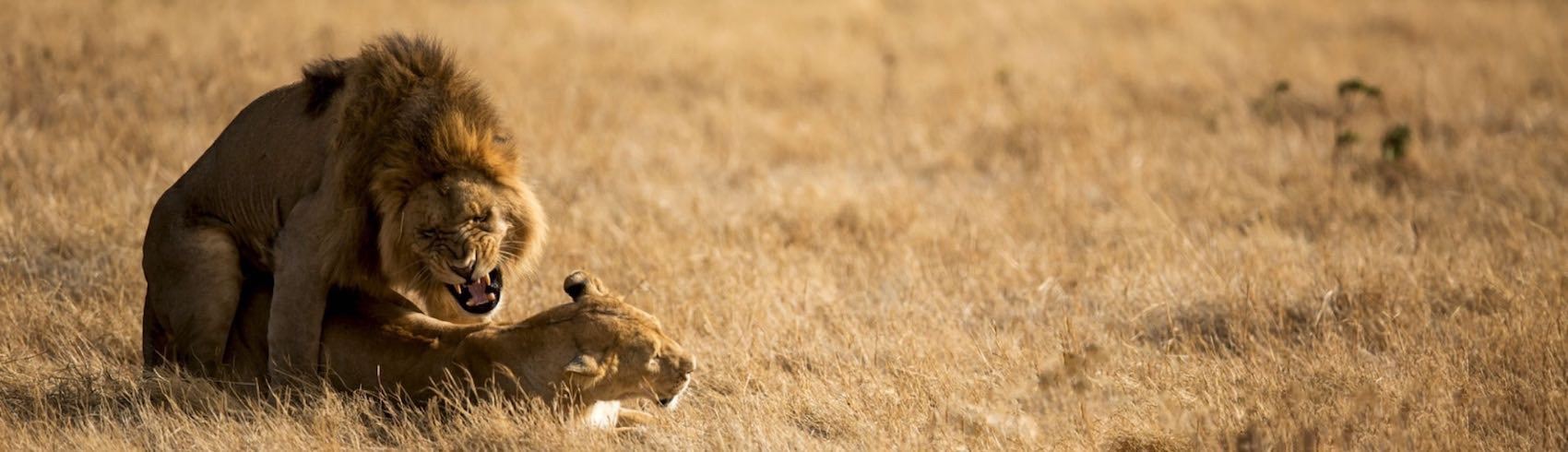 Lion Dominant qui penetre le femelle