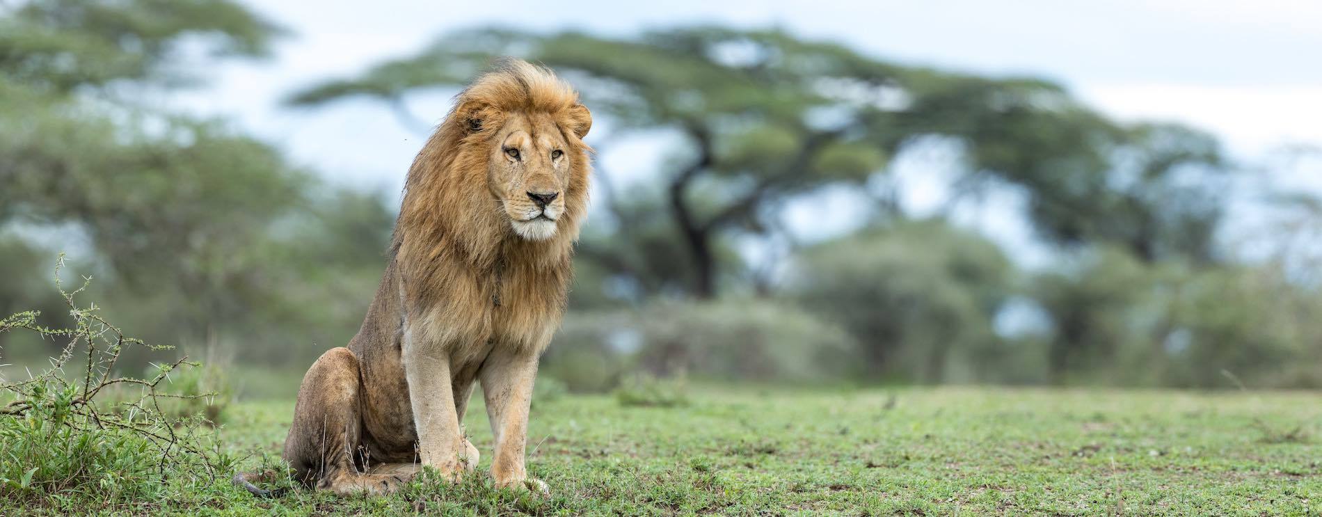 Lion male assis devant un baobab africain