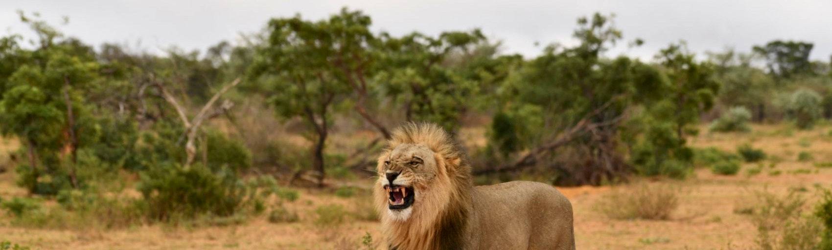 Lion Male avec Criniere tete haute dans la savane