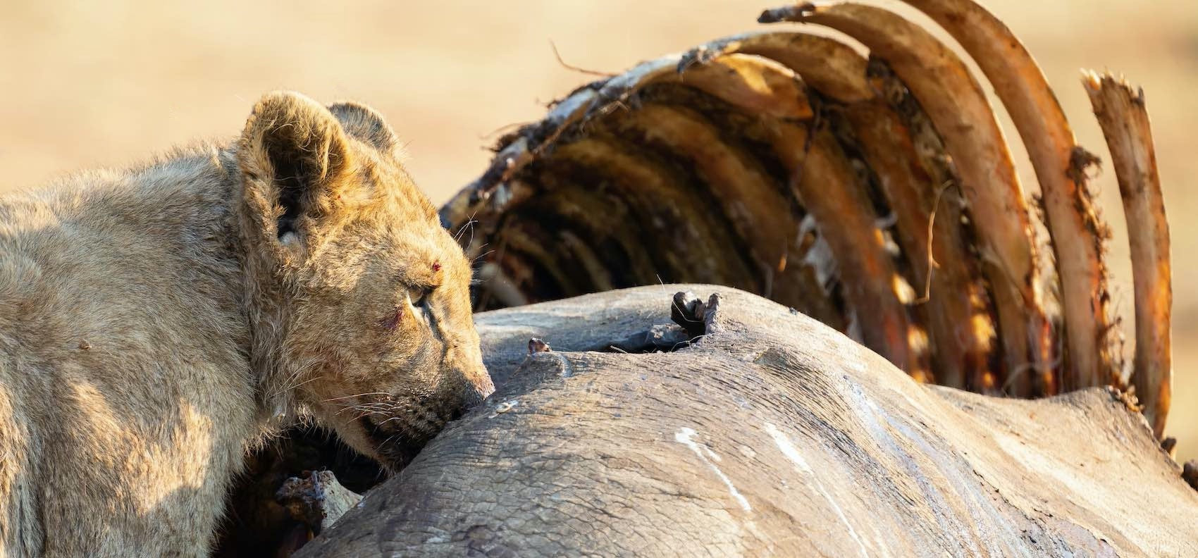 Lion male avec une carcasse d'elephant