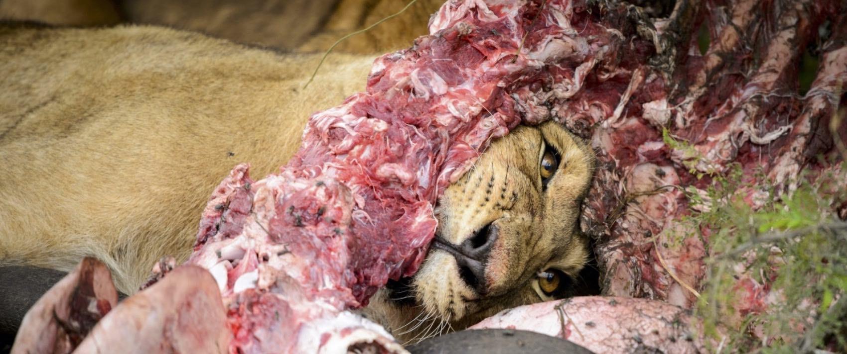 Lion qui mange une carcasse de buffle