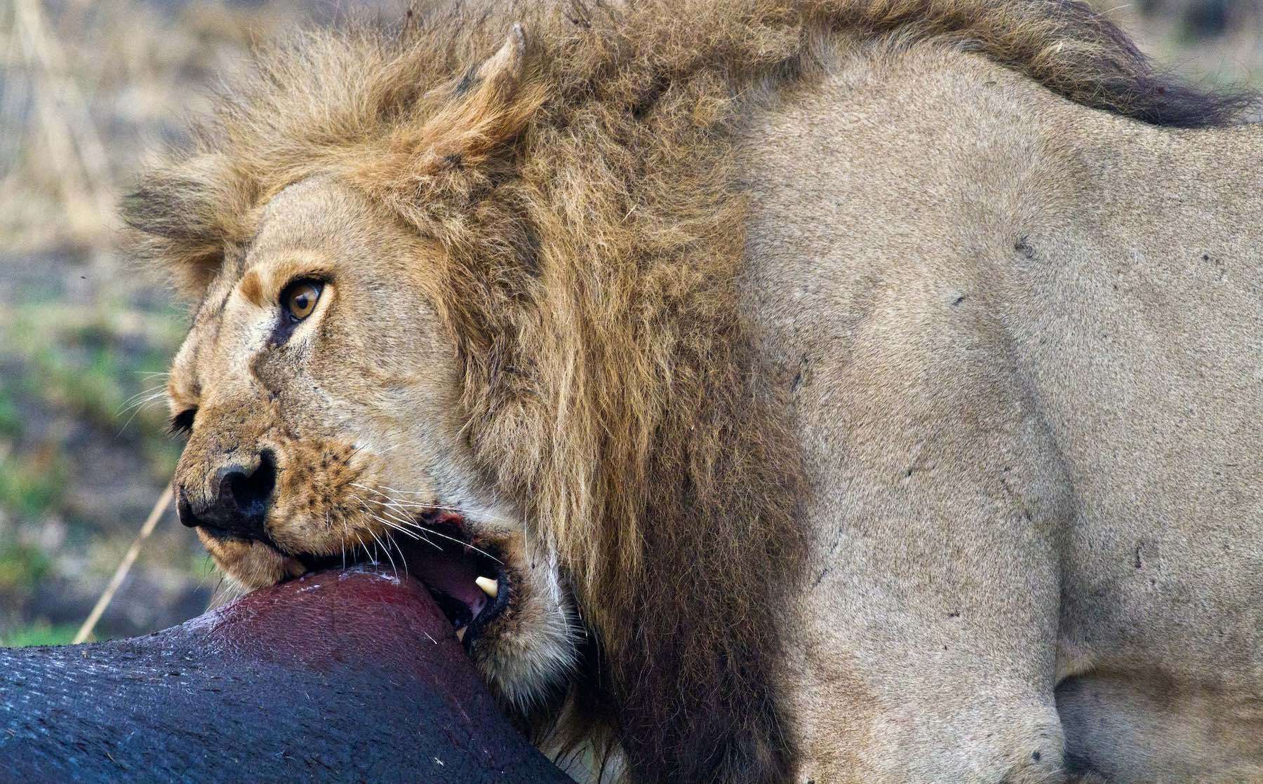 Lion qui mange une proie