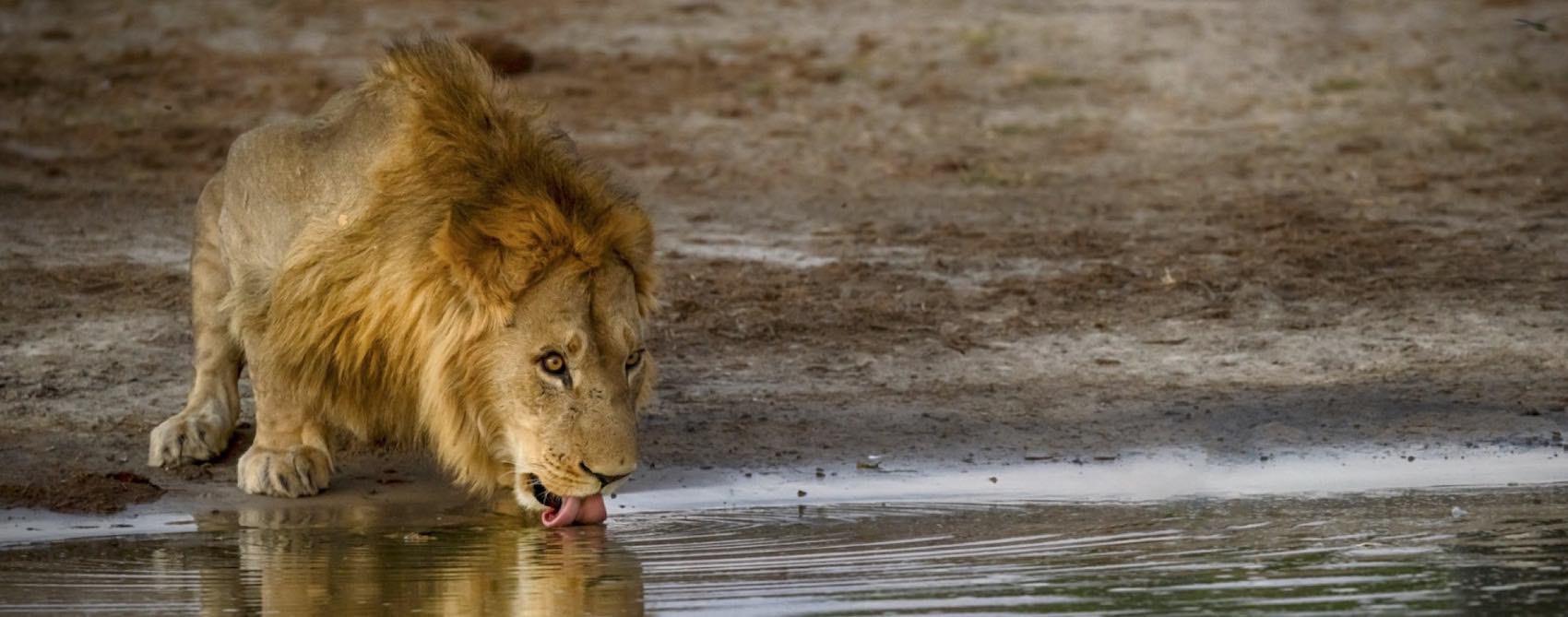 Lion qui se desaltere dans la savane 