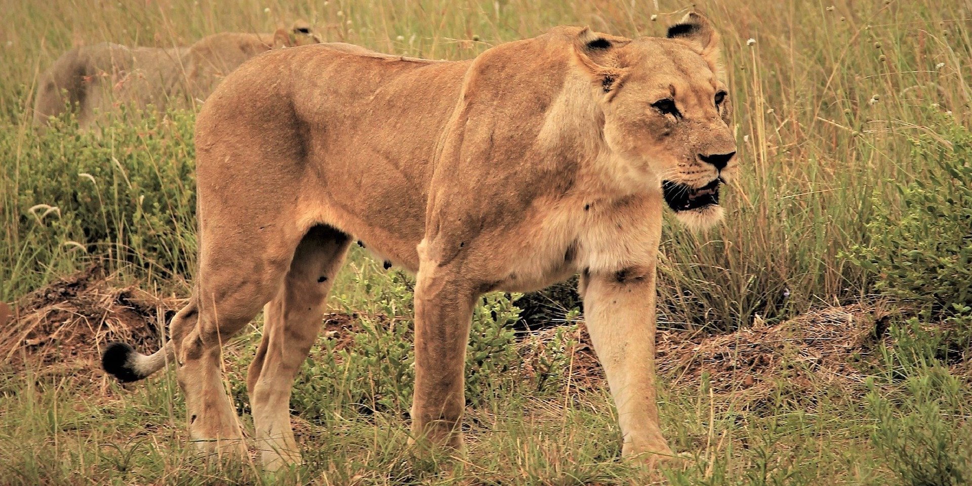 Lionne Femelle dans la savane africaine