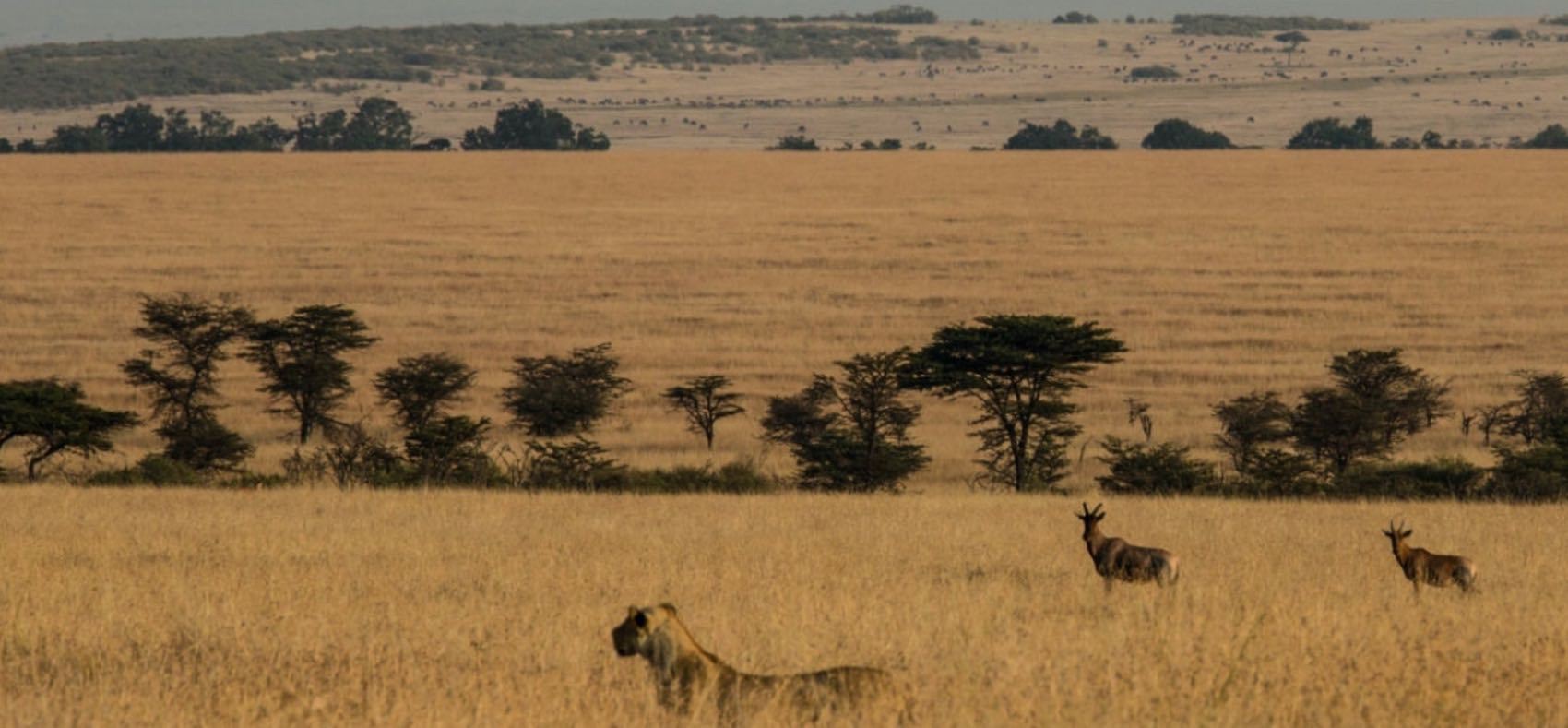 Lionne dans une reserve en Tanzanie