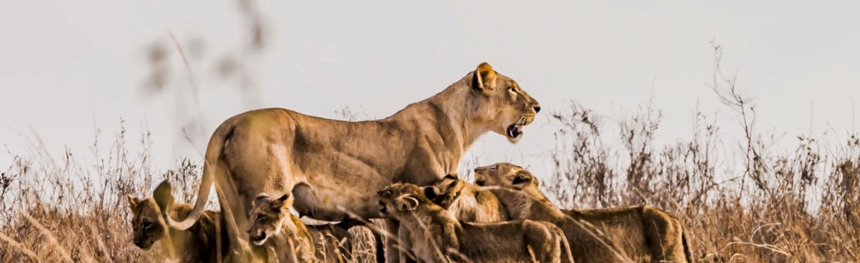 Lionne qui nourrit ses Lionceaux dans la savane