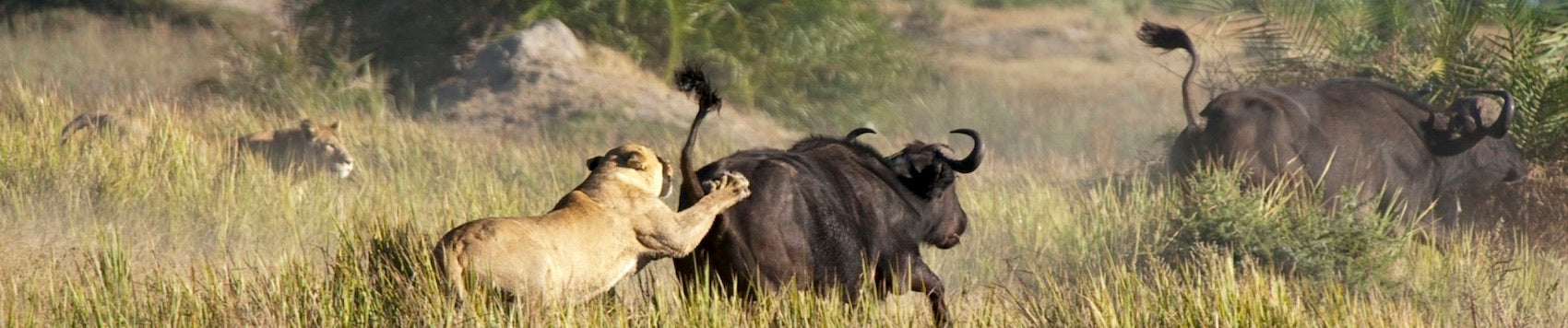 Lionnes qui chassent un buffle dans la savane